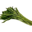 空心菜 (產銷履歷) 250g