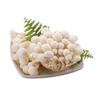 有機雪白菇(每包約 120g±10%) 1 袋 @22#4717546212212