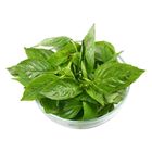 精選九層塔 約 50g @22#2422031162010