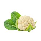 Organic (Transition) White Cauliflower XS 300-400g/Packets