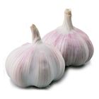 履歷蒜頭 (每袋約300g) 1 袋 @22#4711281491208