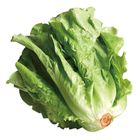履歷福山萵苣(每包約 250g±10%) 1 袋 @22#4719853581784