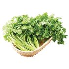 履歷香菜 30g @22#4711281492571