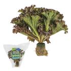 履歷紅捲葉活生菜 100g /包 @22#4711438593311