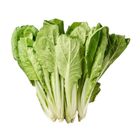 履歷小白菜(每袋約 250g±10%) 1 袋 @22#4713170892127