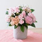 花蘊 晨曦粉桌花 1 入