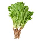 Traceable Hydroponic A-Choy (Approx. 250g±10% Per Bag) 1 Bag @22#4719853588356