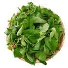 有機奶薯葉 150g @22#2422000149042