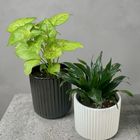 開運植物(種類花器隨機) (10 x 10 x 25cm) 1 入