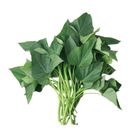 履歷地瓜葉 (袋) 約250g±10% @22#4719853588233