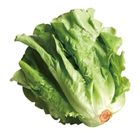 福山萵苣 (每包約 400g±10%) 1 袋 @22#2422003102013