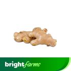 brightfarms Ginger China (China Adrak) 250g