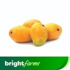 brightfarms Mango (Anwar Ratol) 1kg