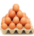 Tatka Fresh Egg Premium 12 Pieces