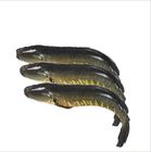 Shoal Fish 500g