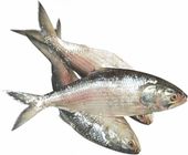 Hilsha Fish - 1.1 - 1.4 Kg | 1 kg