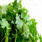 Coriander Leaf 250g