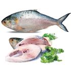 Hilsha Fish Chandpur 1050g