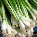Onion Leaves | 250 g