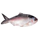 Hilsha Fish Ilish Small 400g