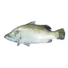 Koral Fish Medium 1 Piece
