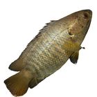 Koi Fish Clean 400g