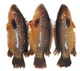 Haor Koi Fish 500g
