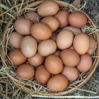 Regular Egg Box 12 Pieces