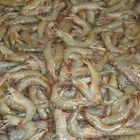 Horina Shrimp Big Size 500g