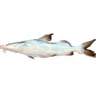 Ayer Fish Deshi 600g - 999g 1 Piece