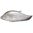 Foli Fish 1kg