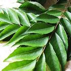 Curry Leaf 250g