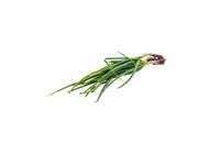 Spring Onion 250g