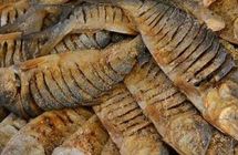 Nona Ilish Shutki Whole | 1 Piece