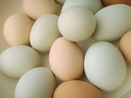 Deshi Chicken Egg 1 Piece