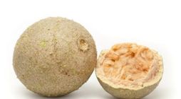 Wood Apple Kodbel 1 Piece