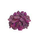 Red Spinach Lal Shak 500g