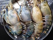 Golda Chingri (Big) 1Kg