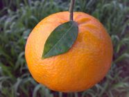 Local Orange Premium 1Kg