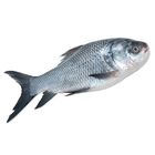 Katla Fish 1.51kg