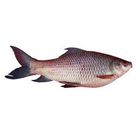 Rui Fish River 5Kg
