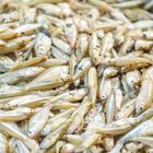 Mola Fish 500g