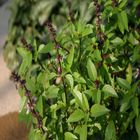 Thai Basil Leaf 250g