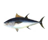 Tuna Fish 1kg