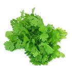 Coriander Leaf Cilantro 1kg