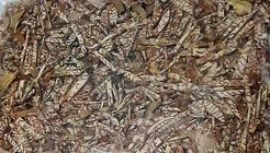 Thinly Sliced Betel Nut - Chikon Kata Supari 100g