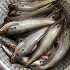 Pabda Fish | 250 g