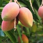 Amrapali Mango 1Kg