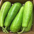 Bottle Gourd 1 Piece