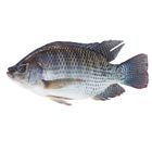 Tilapia Fish Medium Size 1kg